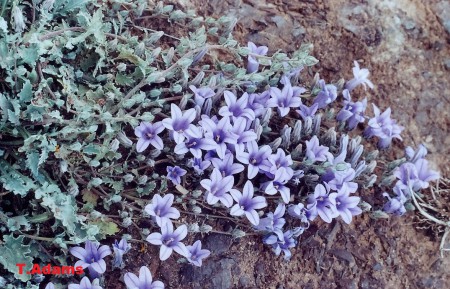 Campanula- Parnassos
